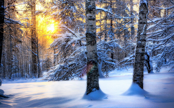 Картинка зимнего леса