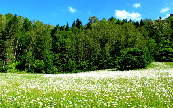 Ромашки лес синее небо лето