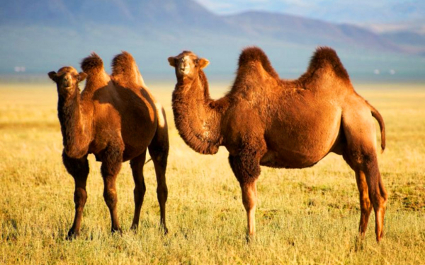 Верблюды в монгольской степи