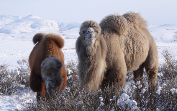 Верблюды на зимнем пастбище