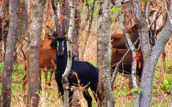 Антилопы в лесу
