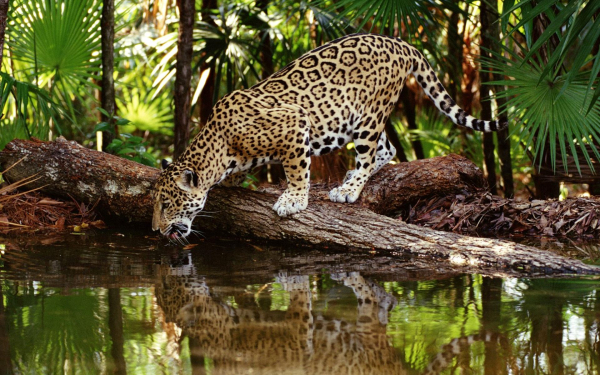 Леопард пьет воду