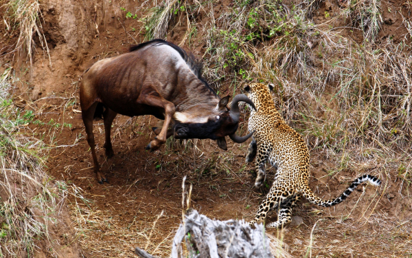 Антилопа атакует леопарда