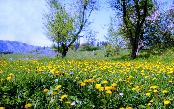 На весенней поляне цветут одуванчики