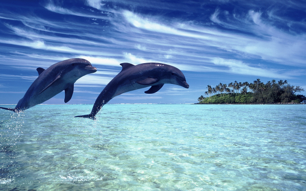 Дельфины в тропиках