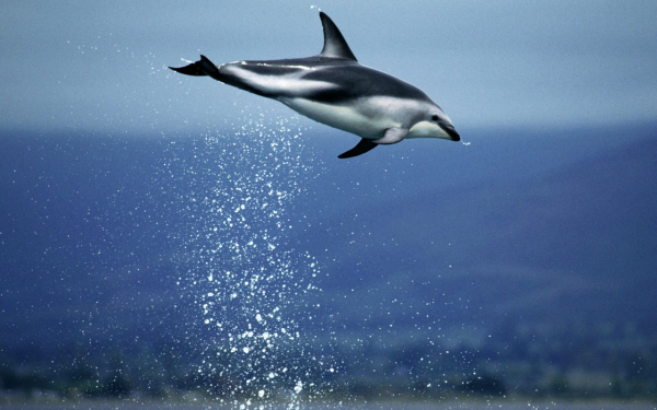 Белобокий дельфин летит над водой