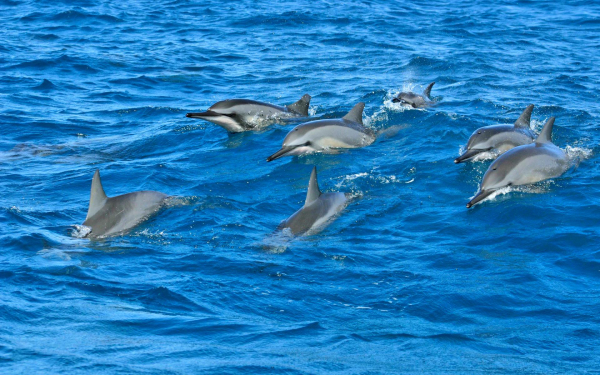 Стая дельфинов в синем море