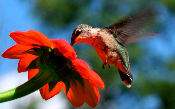 Колибри и красный цветок
