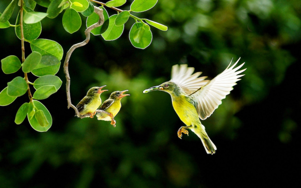 Птица колибри кормит птенцов сладким нектаром