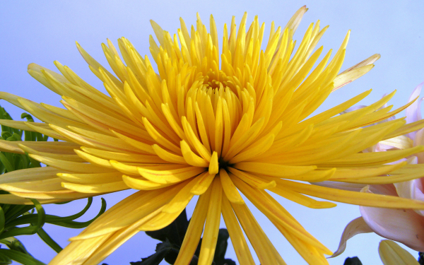 Цветок хризантема желтый