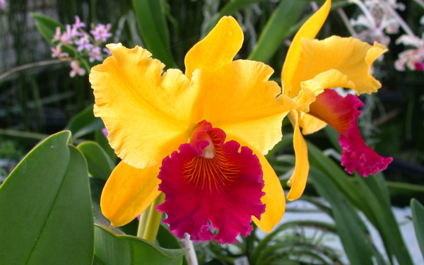 Желтые орхидеи