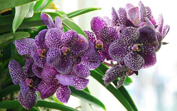 Орхидеи фиолетовые в крапинку