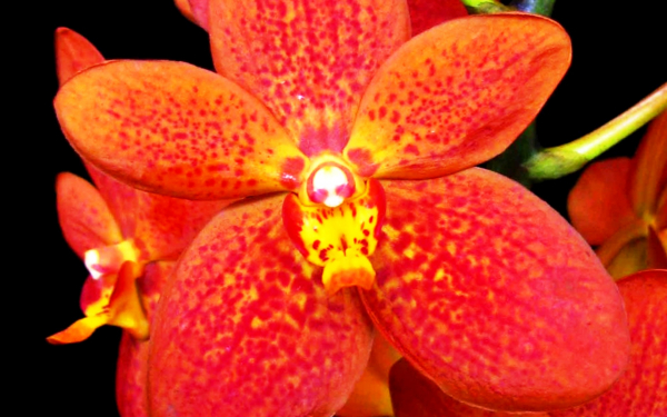 Цветок орхидея красный