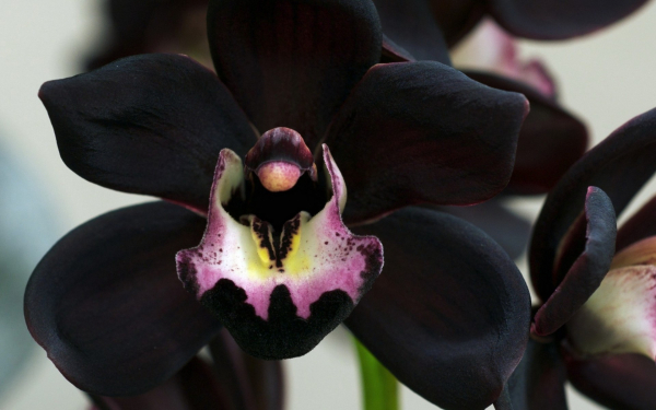 Цветок орхидея черный