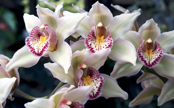 Белые орхидеи с крапинками