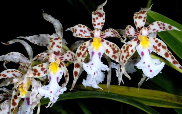 Белые пятнистые орхидеи