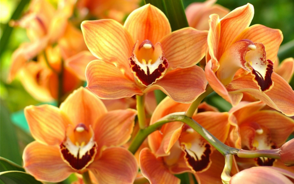 Орхидеи оранжевые
