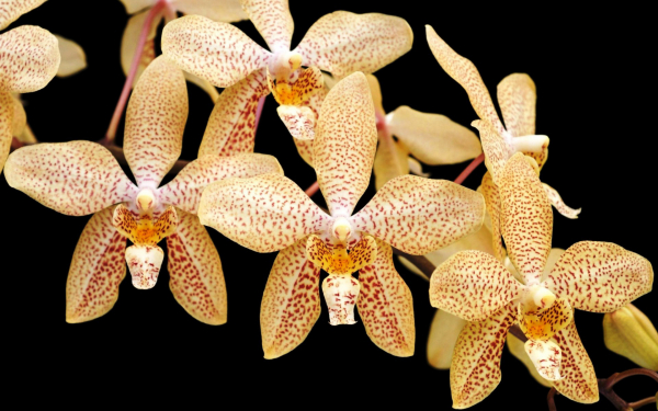 Орхидеи пятнистые