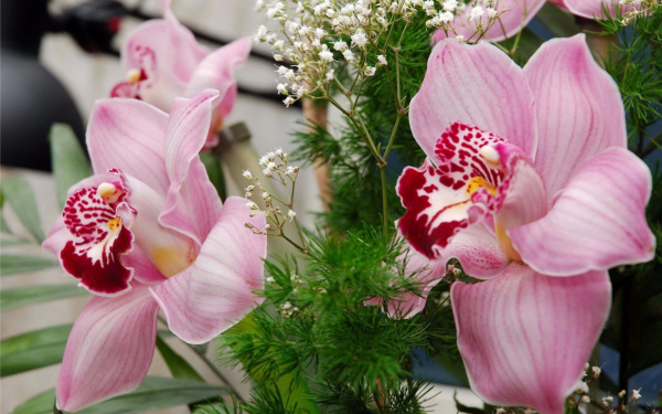 Орхидеи розовые