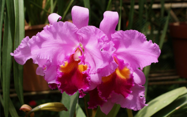 Орхидеи трехцветные