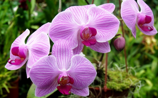 Пурпурные орхидеи