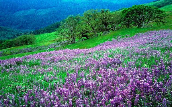 Полевые цветы на горах