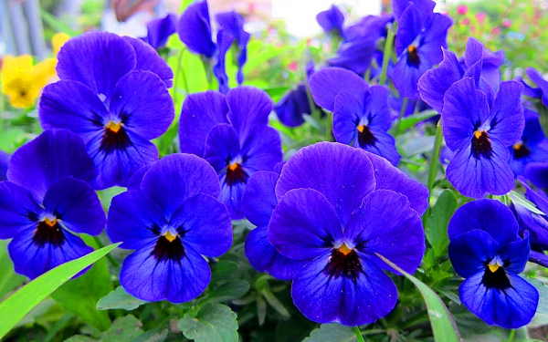 Цветы фиалки синие
