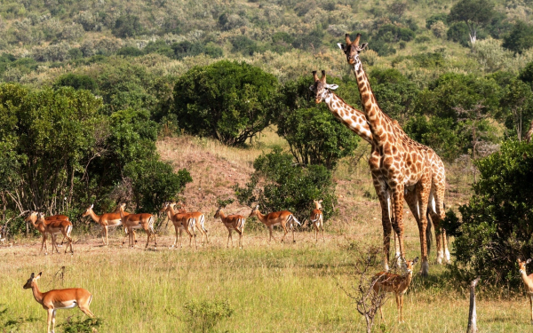 Жирафы и антилопы