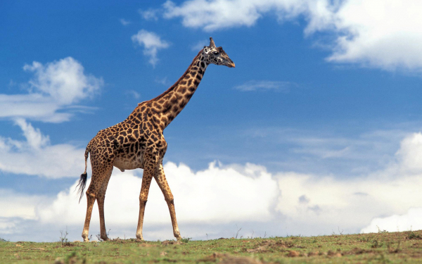 Жираф - африканский великан