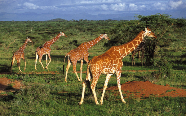 Жирафы в африканской саванне
