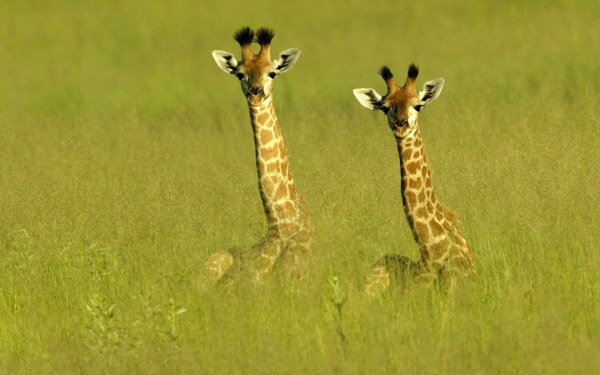 Жирафы в траве