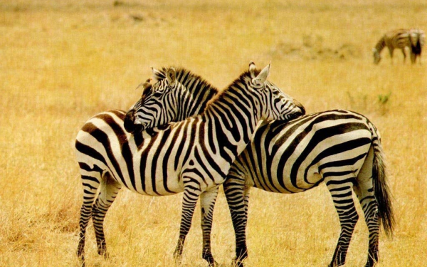 Зебры в африке