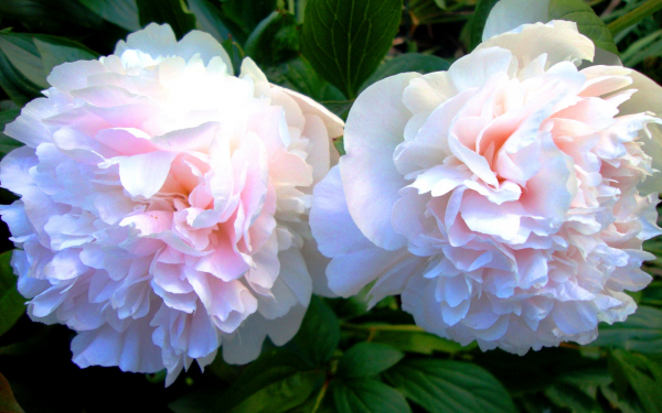 Бело-розовые пионы