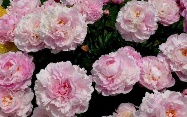 Красивые розовые пионы