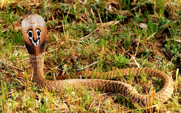 Очковая змея или индийская кобра