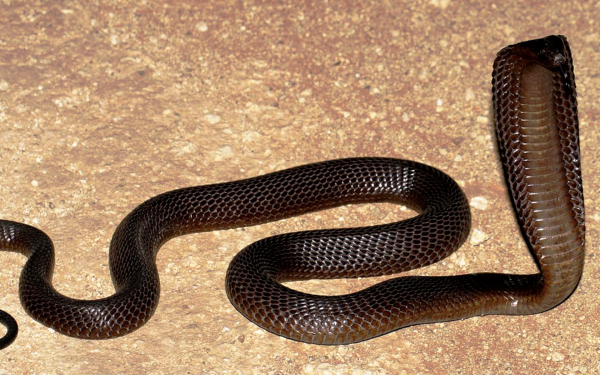 Черная капская кобра