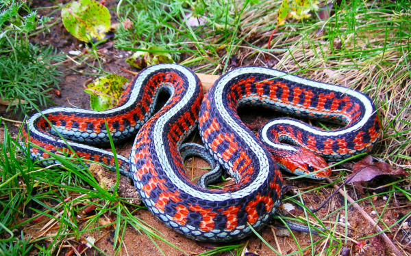 Калифорнийская краснобокая подвязочная змея