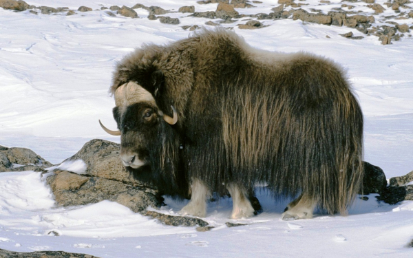 Житель Арктики овцебык