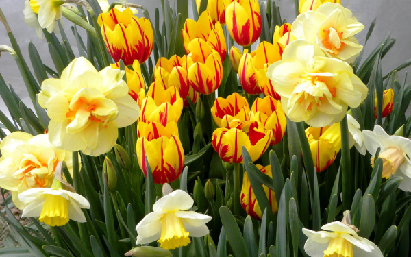 Цветы весны тюльпаны и нарциссы