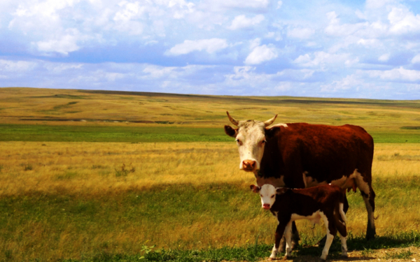 Корова с теленком в поле