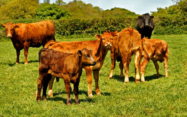 Коровы и телята на поляне