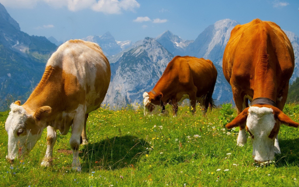 Коровы на альпийском лугу