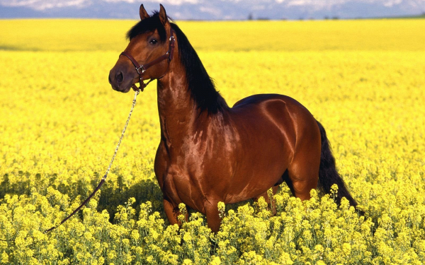 Лошадь на цветущем поле
