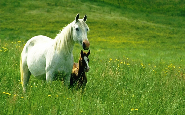 Лошадь с жеребенком на зеленом лугу