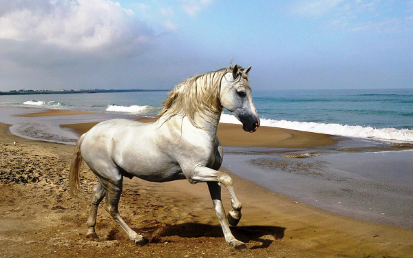Серый конь на берегу