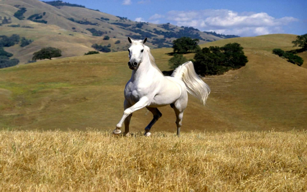 Белая лошадь на лугу
