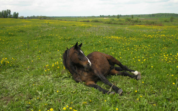 Лошадь отдыхает
