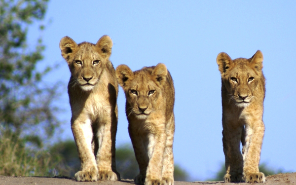 Три львенка