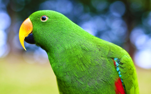 Зелено-красный попугай