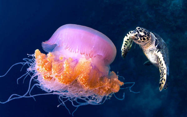 Черепаха и медуза